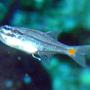 Red-spot cardinalfish (Apogon parvulus)