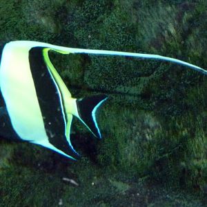 Moorish idol (Zanclus cornutus)