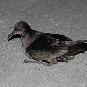Short-tailed Shearwater (Ardenna tenuirostris)