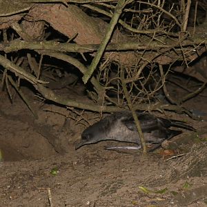 Short-tailed Shearwater (Ardenna tenuirostris)