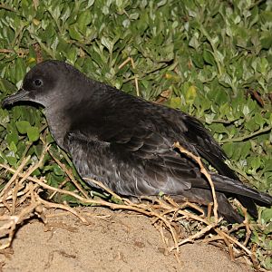 Short-tailed Shearwater (Ardenna tenuirostris)