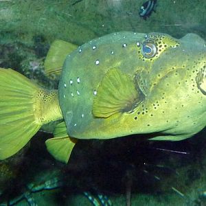 Yellow boxfish (Ostracion cubicus)