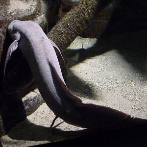 Marbled lungfish (Protopterus aethiopicus)