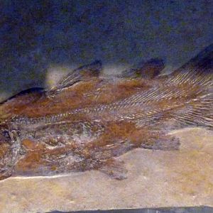Fossil coelacanth (Undina cf. minuta)