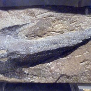 Fossil of an Osteostraci, Cephalaspis lyelli