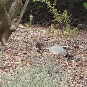 Southern Brown Bandicoot (Isoodon obesulus)