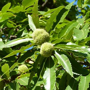 Common chestnut (Castanea sativa)