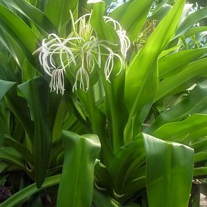 Giant crinum (Crinum asiaticum)