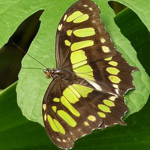Malachite butterfly (Siproeta stelenes)