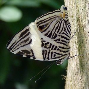 Zebra mosaic (Colobura dirce)