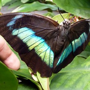 Banded king shoemaker (Archaeoprepona demophon)