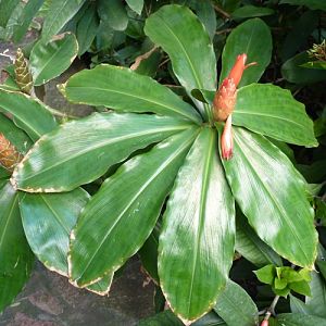 Scarlet spiral flag (Costus woodsonii)