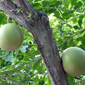 Calabash tree (Crescentia cujete)