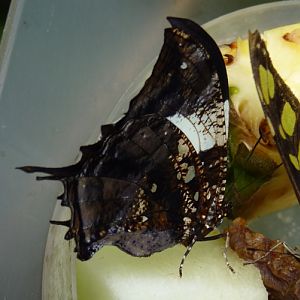 Jazzy leafwing (Hypna clytemnestra)