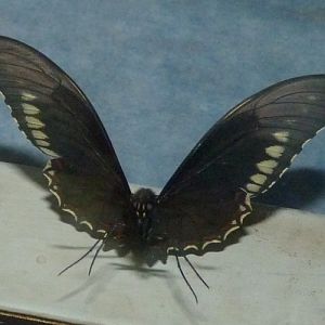 Gold rim swallowtail (Battus polydamas)