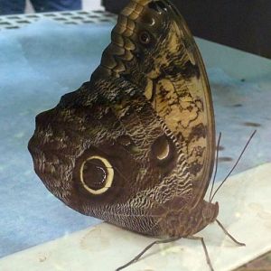 Pale owl butterfly (Caligo memnon)
