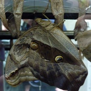 Purple mort bleu butterfly (Eryphanis automedon)