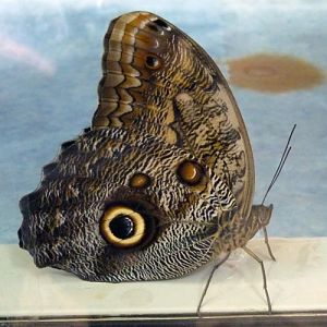 Forest giant owl butterfly (Caligo eurilochus)