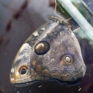 Narrow-banded owl butterfly (Opsiphanes tamarindi)