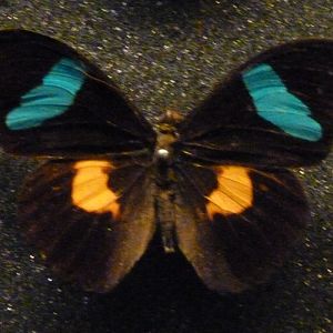 Pinned specimen of Bates olivewing (Nessaea batesii)