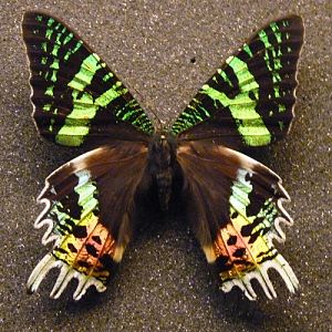 Pinned specimen of Madagascar sunset moth (Chrysiridia rhipheus)
