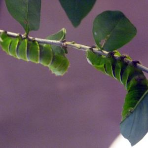 Caterpillars of Rothschildia lebeau