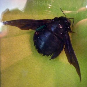 Pinned specimen of Tropical carpenter bee (Xylocopa latipes)