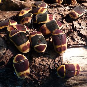 Sun beetle (Pachnoda marginata) aggregation