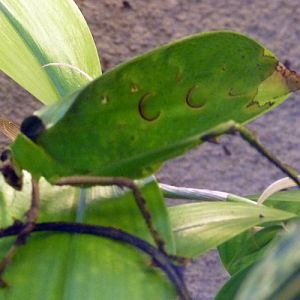 Malaysian leaf katydid (Ancylecha fenestrata)