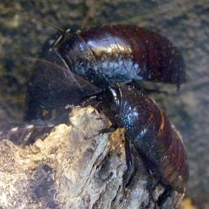 Wide-horn hisser cockroaches (Gromphadorhina oblongonota)