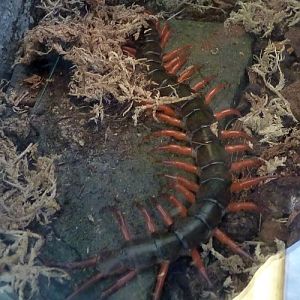 Vietnamese giant centipede (Scolopendra subspinipes)