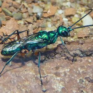 Emerald cockroach wasp (Ampulex compressa)