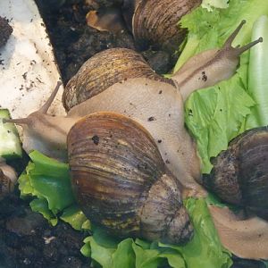 Banana rasp snails (Archachatina marginata)