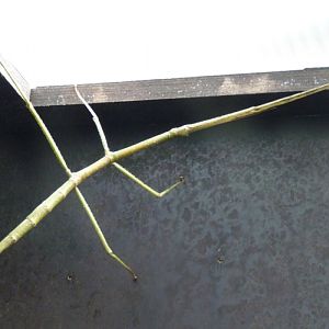 Phryganistria heusii yentuensis (taxa discovered in 2014!!)