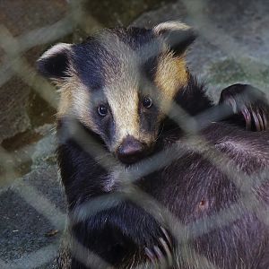 Asian badger