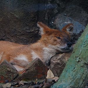 Dhole