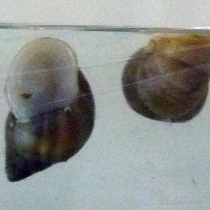 Polynesian tree snails Partula nodosa