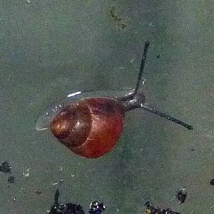 Polynesian tree snail Partula affinis