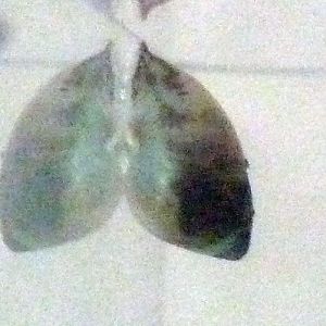 White Polynesian tree snail (Partula hyalina)