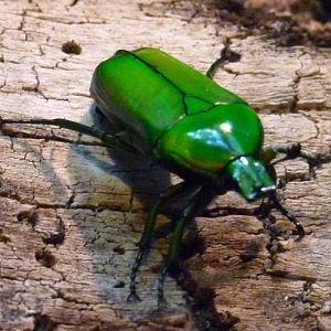 Smaragdesthes africana (subspecies smaragdina??)