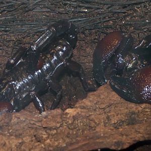 Red-clawed scorpions (Pandinus cavimanus)