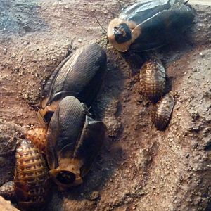 Death's head cockroaches (Blaberus craniifer)