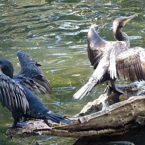 Great cormorants (Phalacrocorax carbo) (wild)