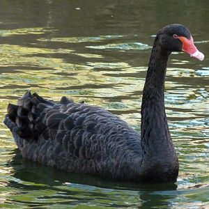 Black swan (Cygnus atratus)