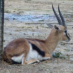 Thomson's gazelle (Gazella thomsonii)