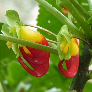 Congo cockatoo (Impatiens niamniamensis)