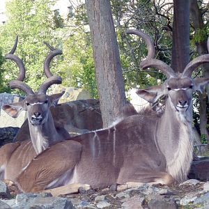 Greater kudu (Tragelaphus strepsiceros) two males