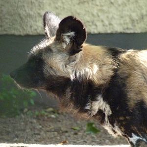African wild dog (Lycaon pictus) portrait