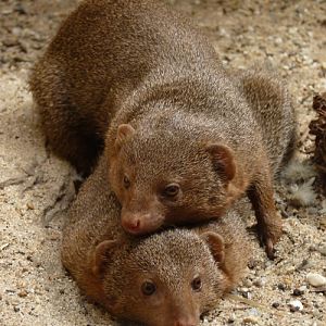 Cuddy pair of Dwarf mongooses (Helogale parvula)