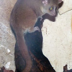 Gray mouse lemur (Microcebus murinus)
